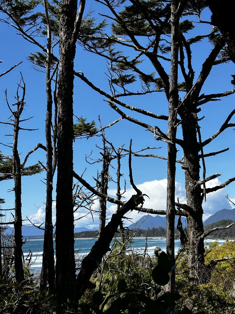 0E12FE08-8020-4062-8BE0-CBF99E3B1F63_1_105_c