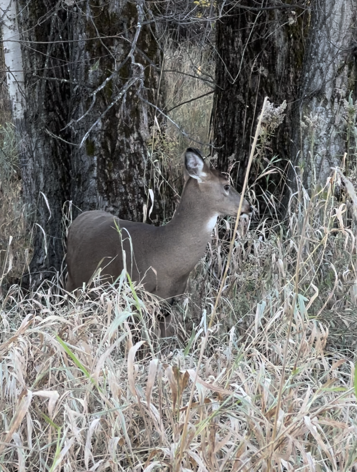 Capture d’écran 2025-06-08 à 18.34.23