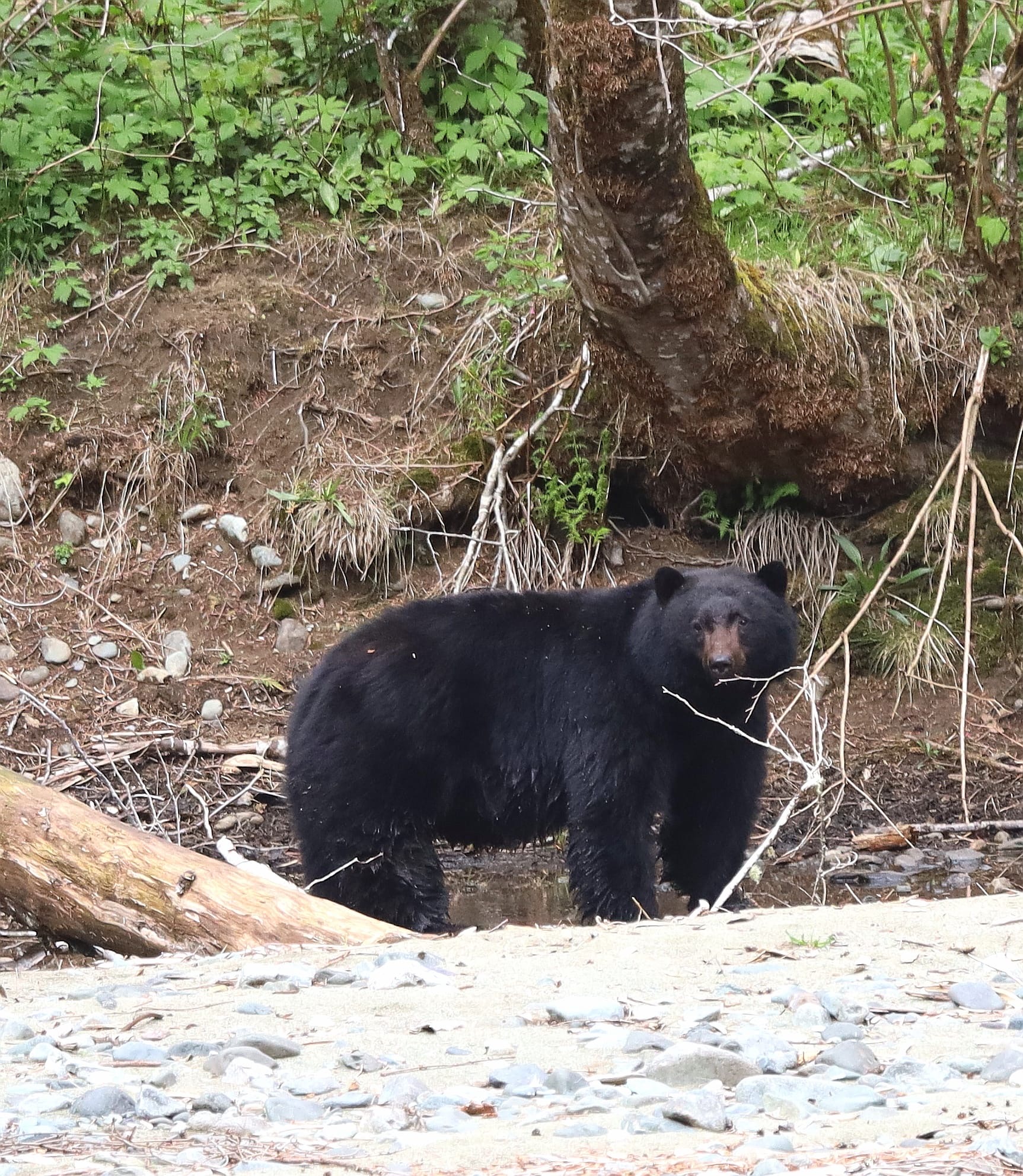 5a40c2b1-ae5e-44d7-a780-57bd4dcc8a12